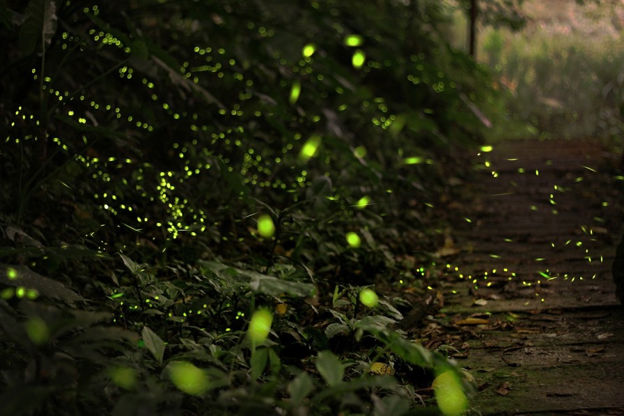 Firefly